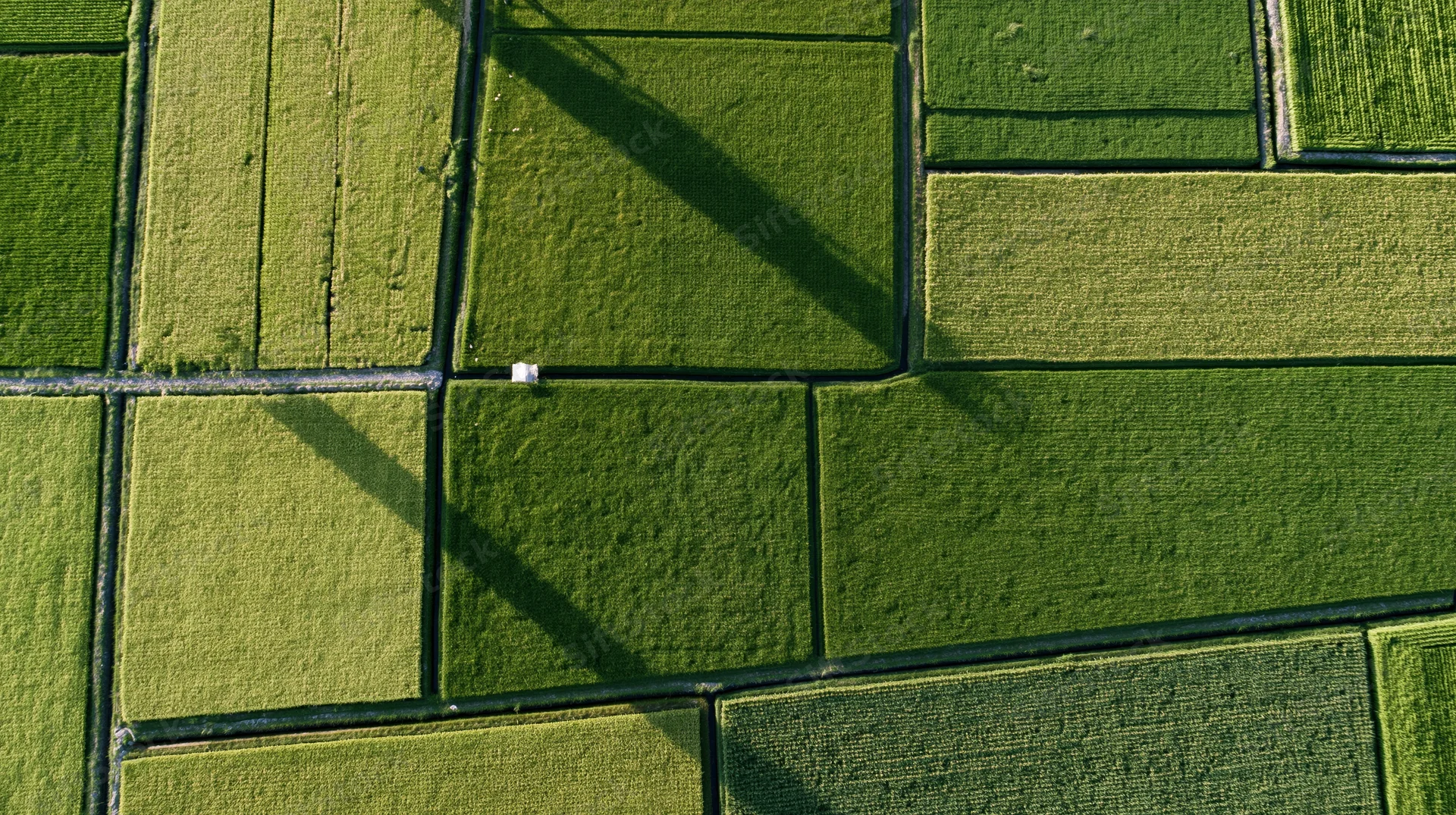 Aerial top-down view of patchwork rice paddy fields divided by paths and water channels