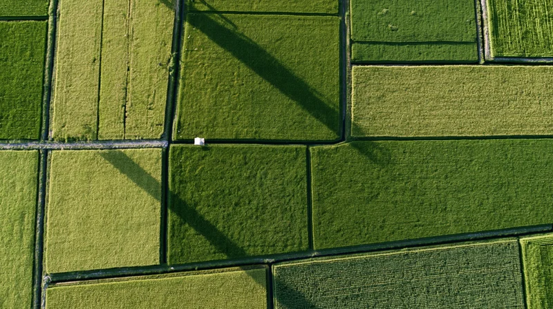 Aerial top-down view of patchwork rice paddy fields divided by paths and water channels