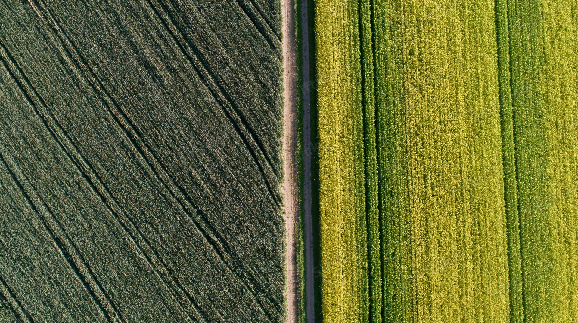 Aerial top-down view of two adjacent agricultural fields divided by a dirt path, one plowed and one growing green crops