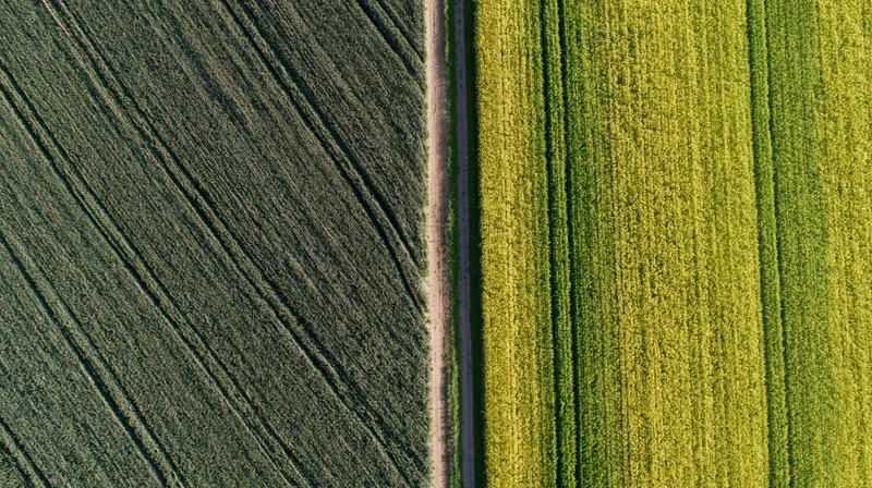 Aerial top-down view of two adjacent agricultural fields divided by a dirt path, one plowed and one growing green crops