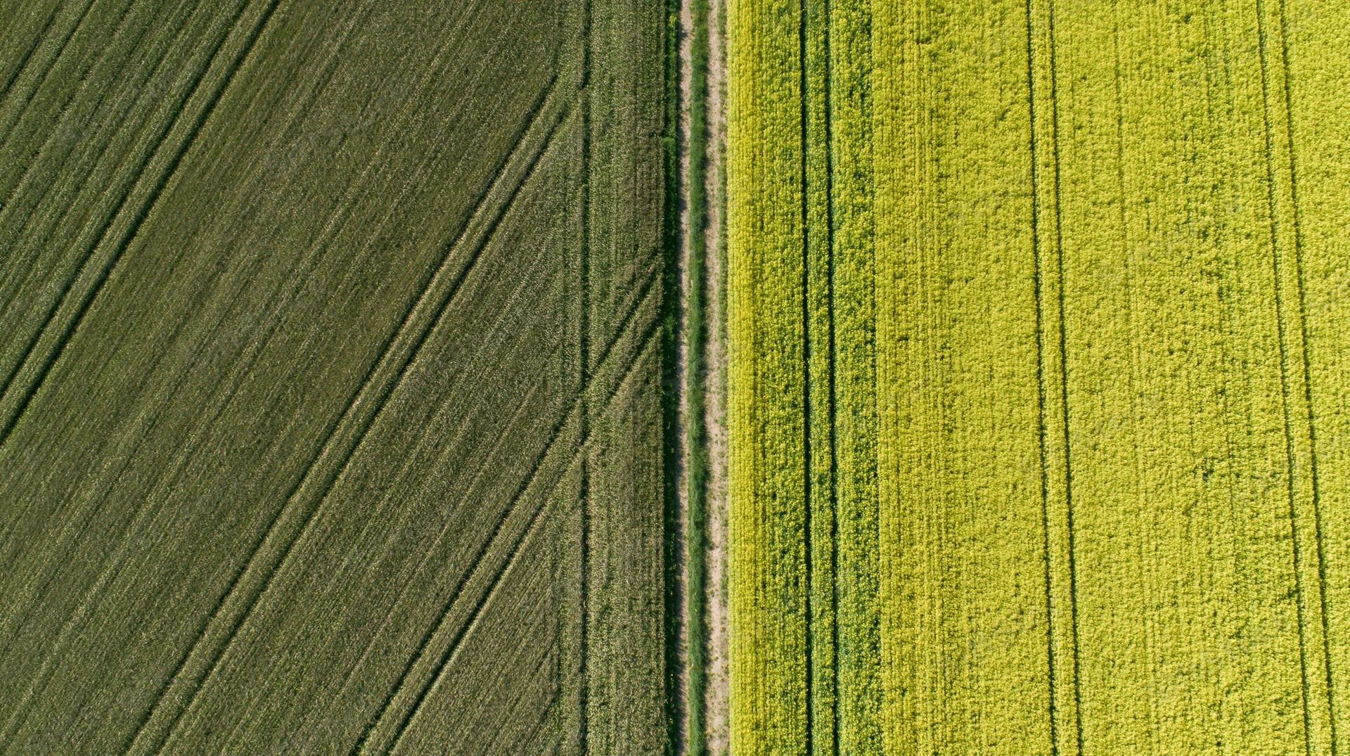 Aerial top-down view of two adjacent agricultural fields divided by a narrow strip of land