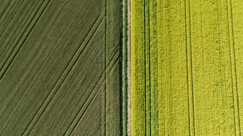 Aerial top-down view of two adjacent agricultural fields divided by a narrow strip of land