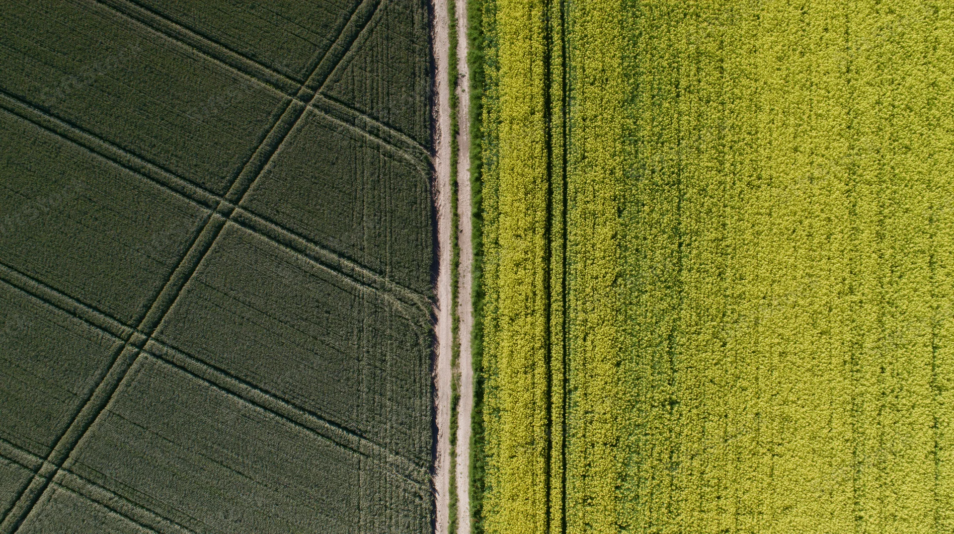 Aerial top-down view of two adjacent agricultural fields divided by a dirt path, one with dark green crops and the other with bright yellow canola