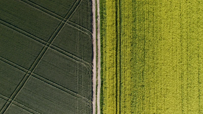 Aerial top-down view of two adjacent agricultural fields divided by a dirt path, one with dark green crops and the other with bright yellow canola