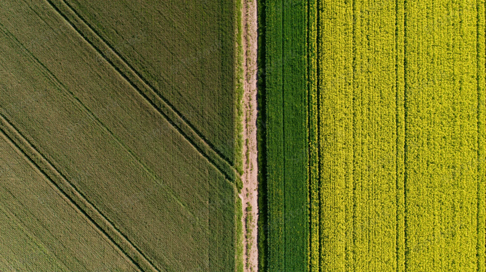 Aerial top-down view of two adjacent agricultural fields divided by a dirt path, showing contrasting crop colors and planting patterns