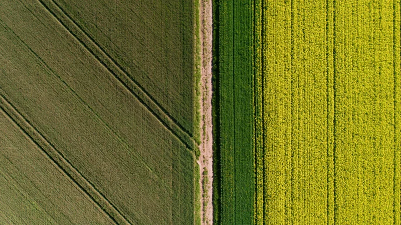 Aerial top-down view of two adjacent agricultural fields divided by a dirt path, showing contrasting crop colors and planting patterns