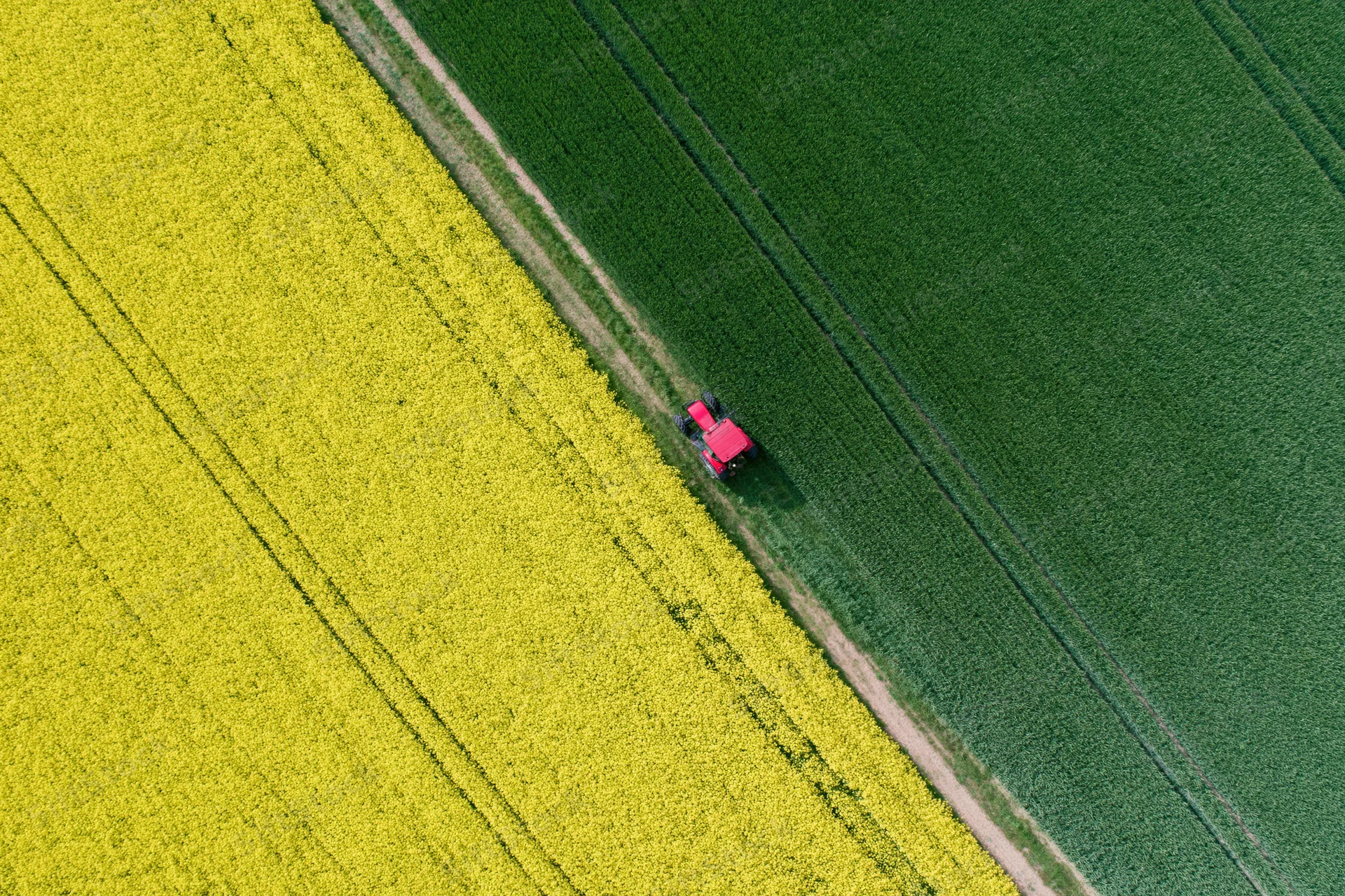 Red tractor driving along a dirt path between a yellow canola field and a green crop field