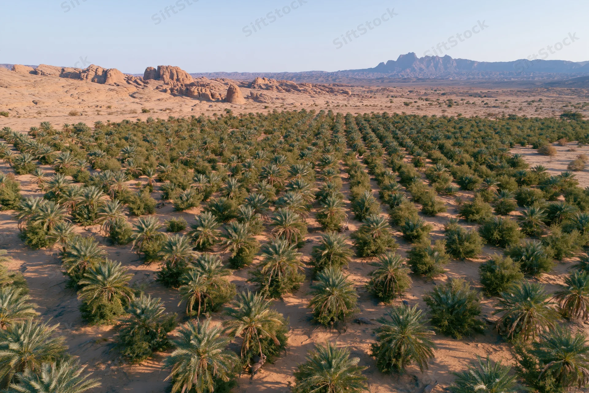 Aerial view of rows of date palm trees planted in an arid desert landscape with rocky mountains in the distance