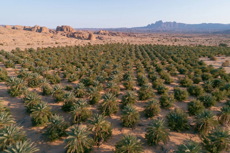 Aerial view of rows of date palm trees planted in an arid desert landscape with rocky mountains in the distance
