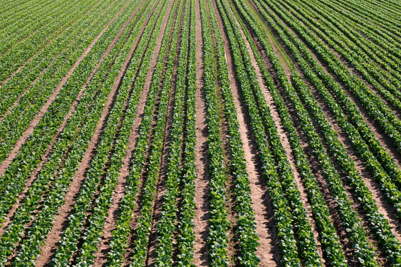Aerial view of rows of green lettuce plants growing in a vast flat agricultural field