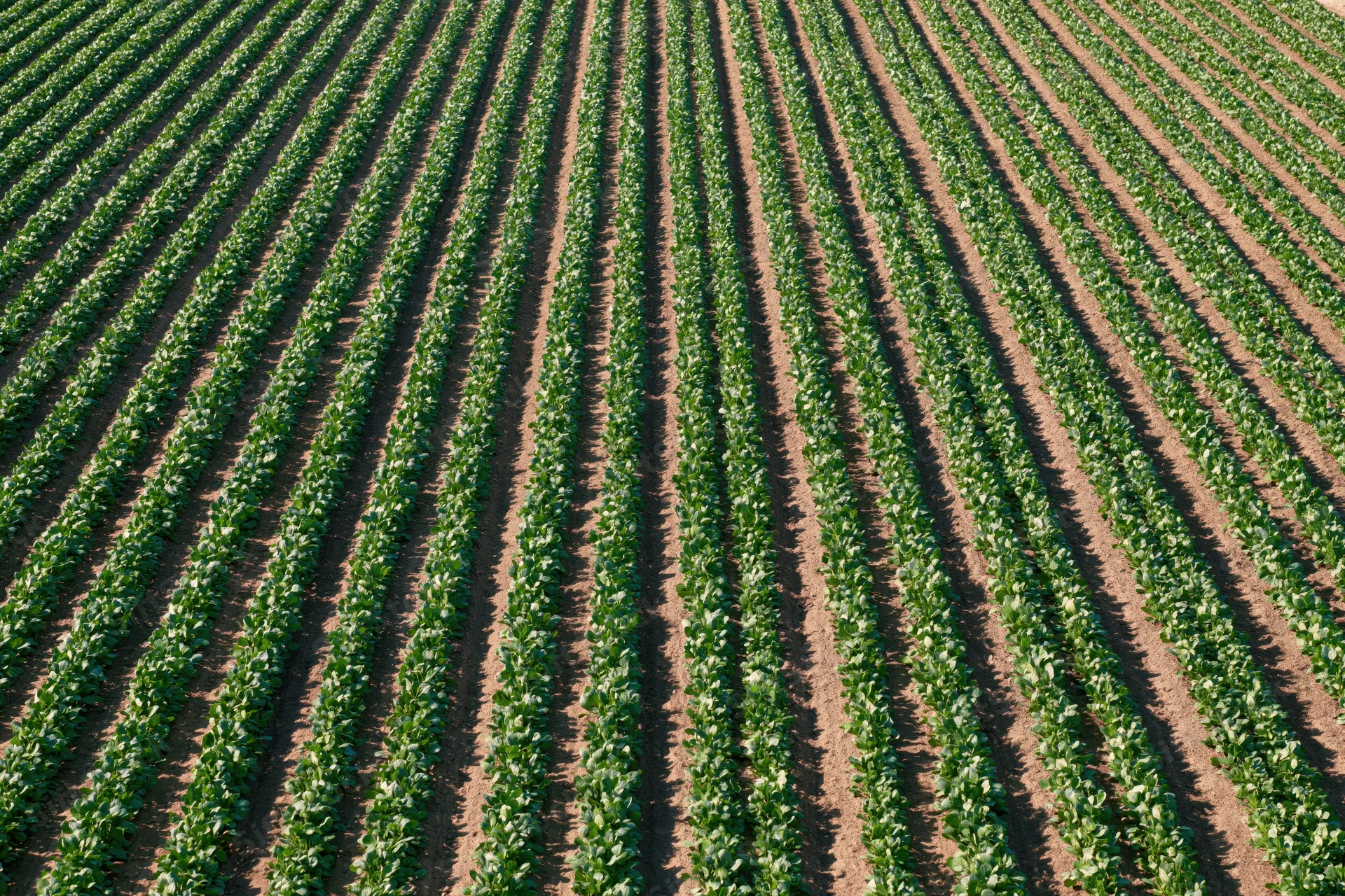 Aerial view of rows of green crops growing in a vast flat agricultural field
