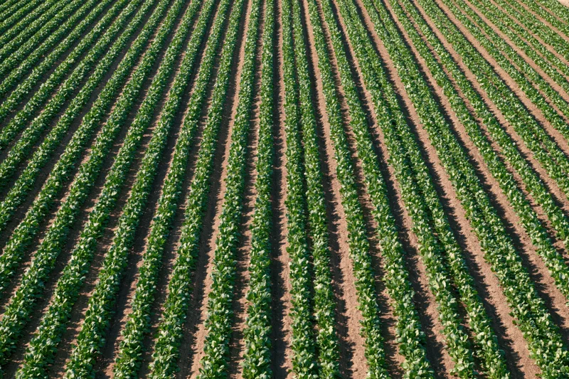 Aerial view of rows of green crops growing in a vast flat agricultural field
