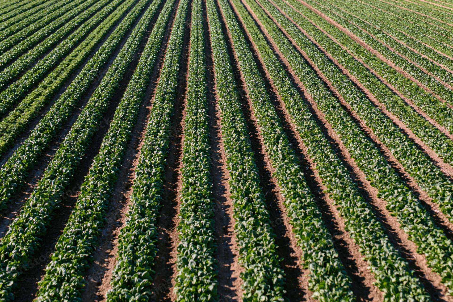 Aerial view of rows of green crops growing in a flat agricultural field