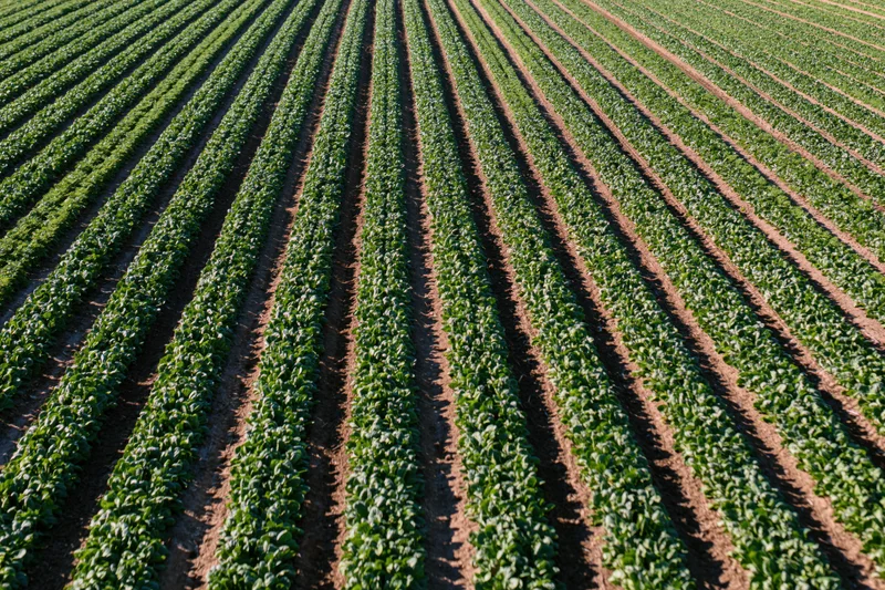 Aerial view of rows of green crops growing in a flat agricultural field
