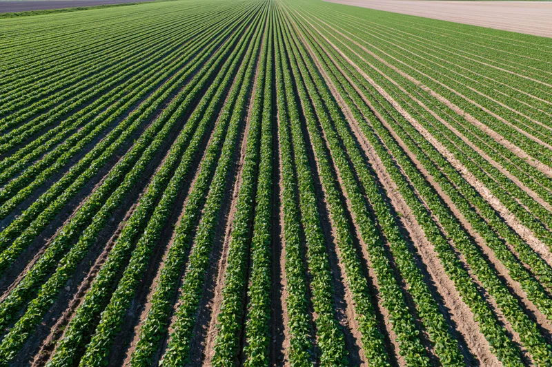 Aerial view of rows of green soybean plants growing in a vast flat agricultural field