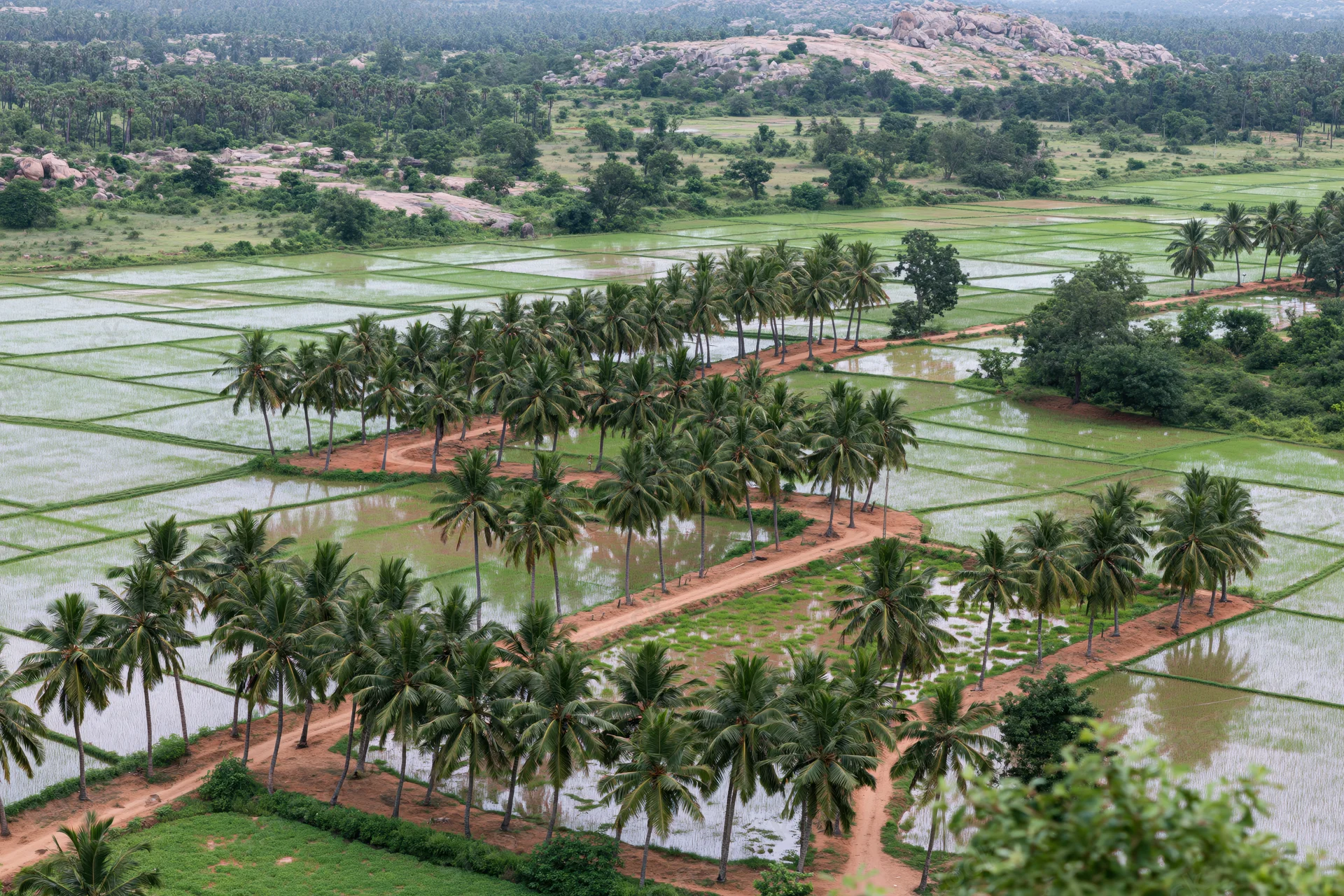 Aerial view of flooded rice paddies with coconut palms and dirt pathways in a rural landscape