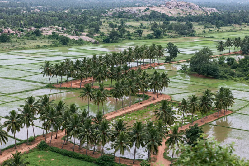 Aerial view of flooded rice paddies with coconut palms and dirt pathways in a rural landscape