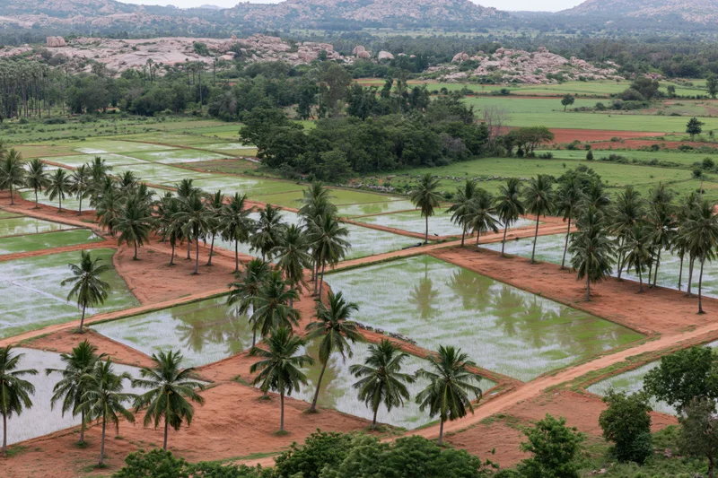 Aerial view of flooded rice paddies with dry earthen pathways and coconut palms in rural landscape