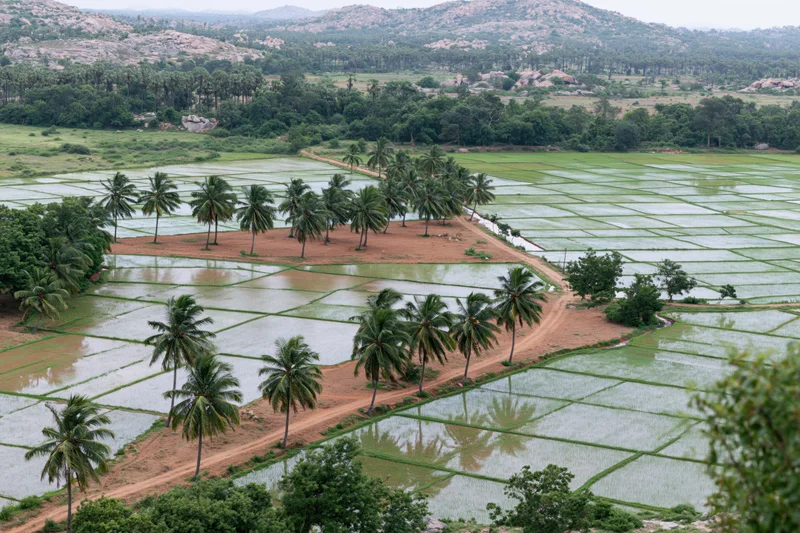 Aerial view of flooded rice paddies with palm trees and dirt pathways in rural landscape