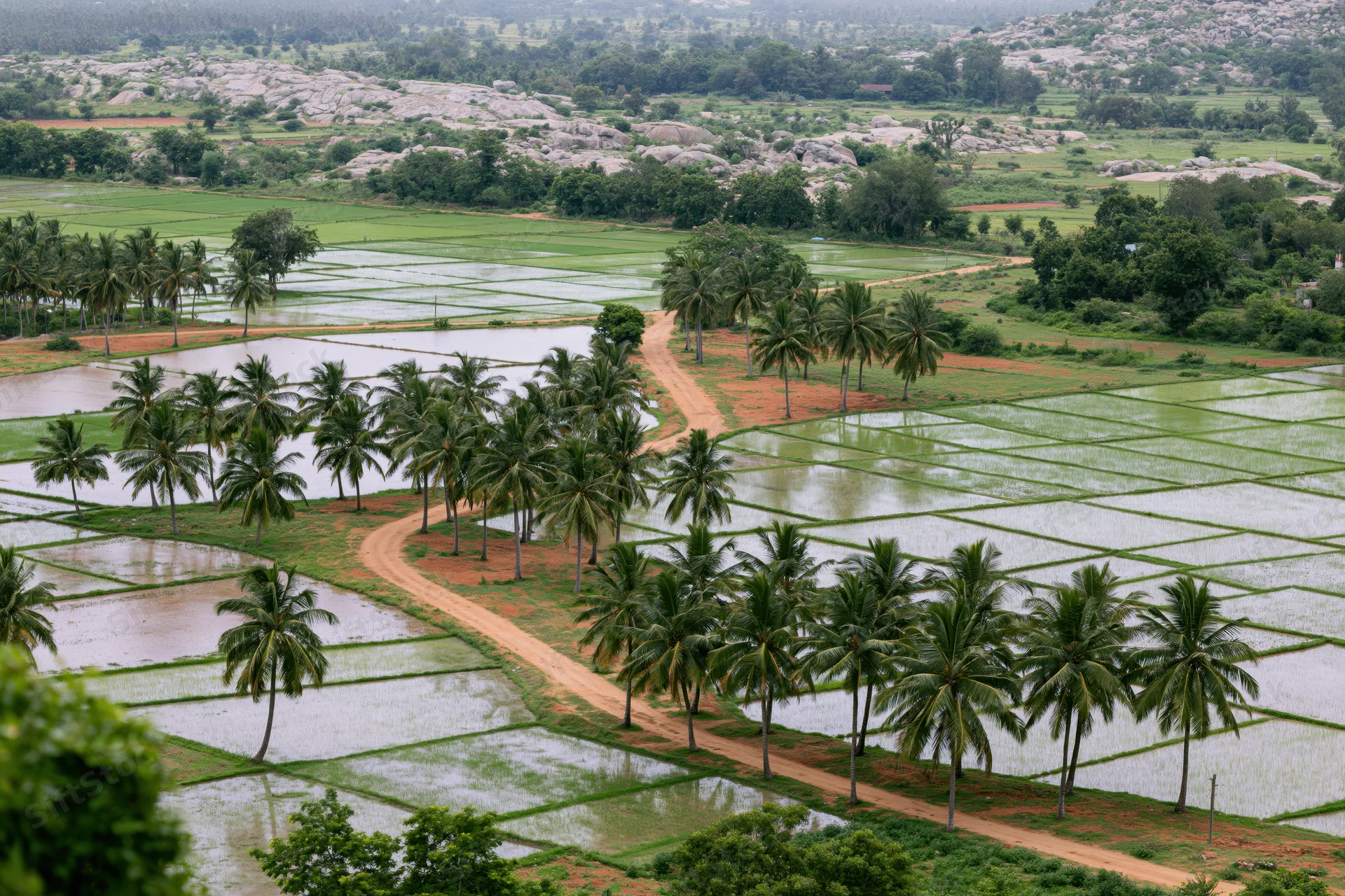 Aerial view of flooded rice paddies with palm trees and dirt pathways in a rural landscape
