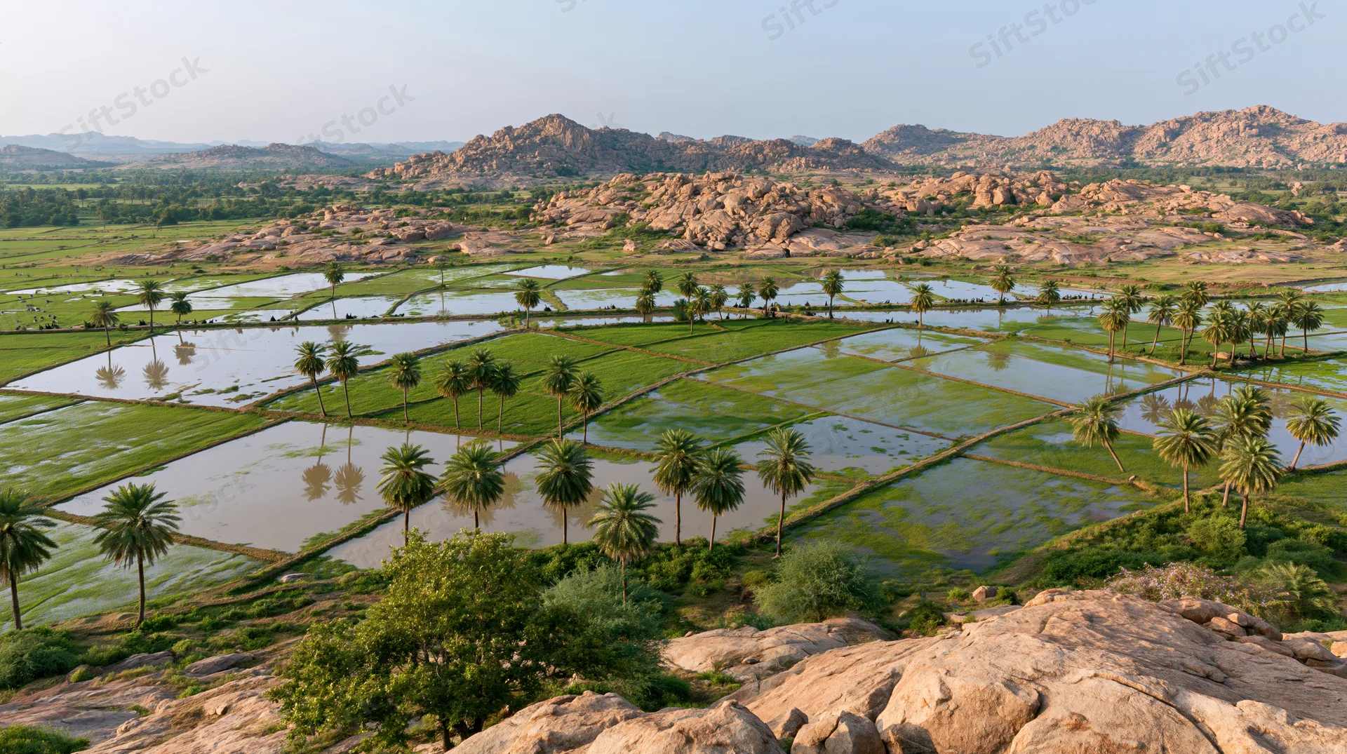 Aerial view of flooded rice paddies with scattered palm trees in a rural landscape