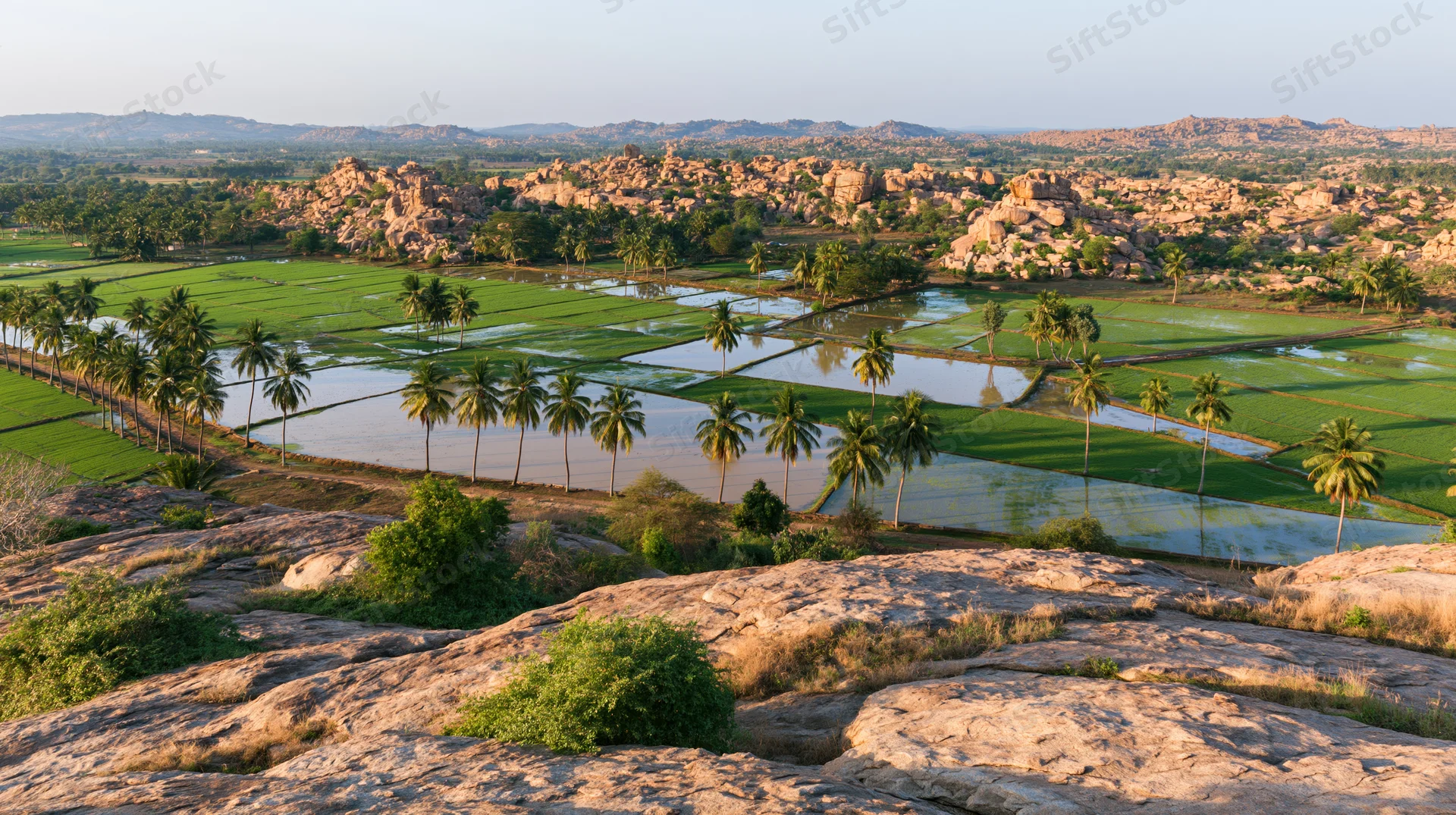 Aerial view of flooded rice paddies with scattered palm trees in a rural landscape