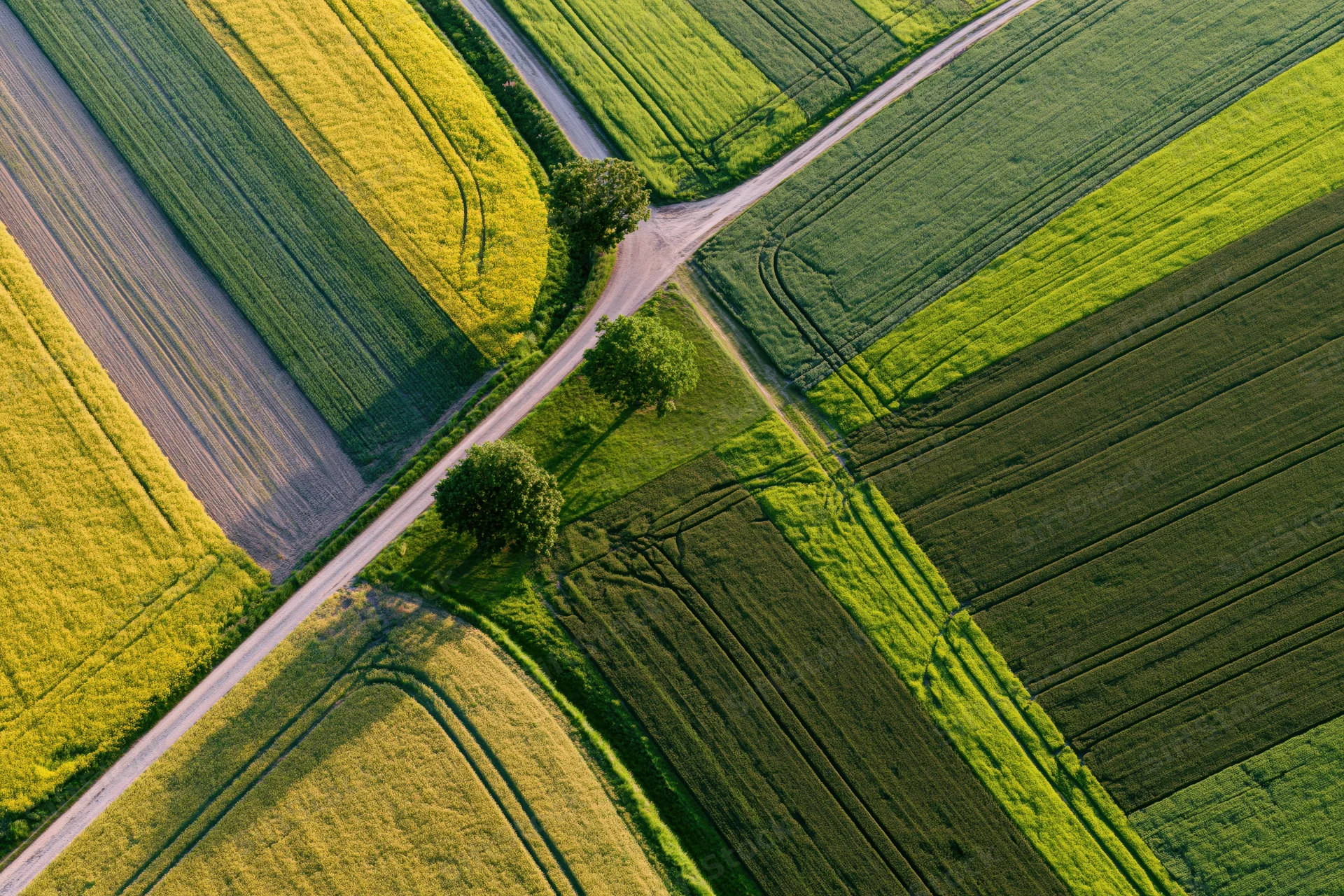 Aerial view of intersecting agricultural fields with green and yellow crops forming a patchwork pattern