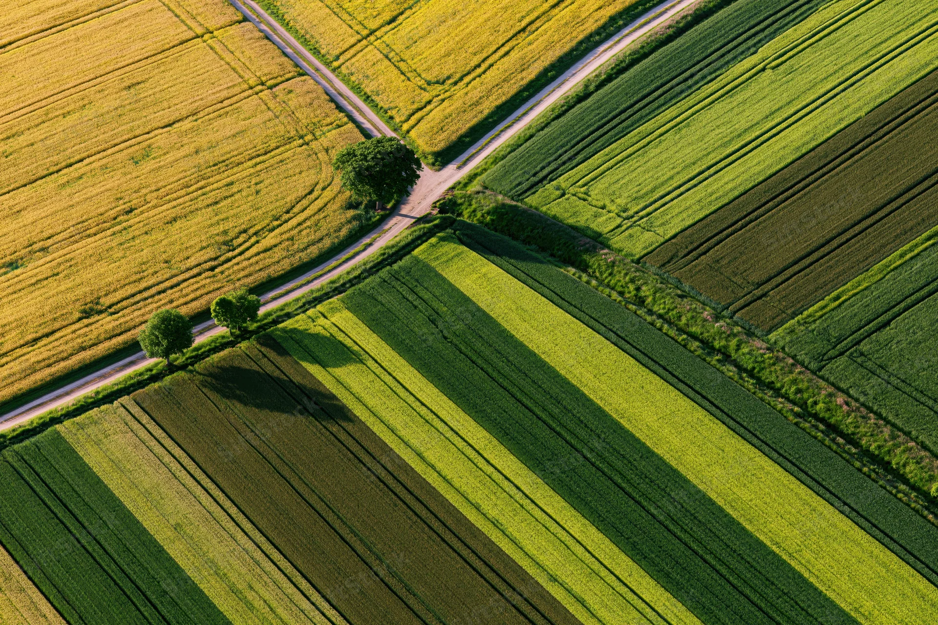 Aerial view of patchwork agricultural fields divided by roads and trees, showing golden and green crops in rural landscape