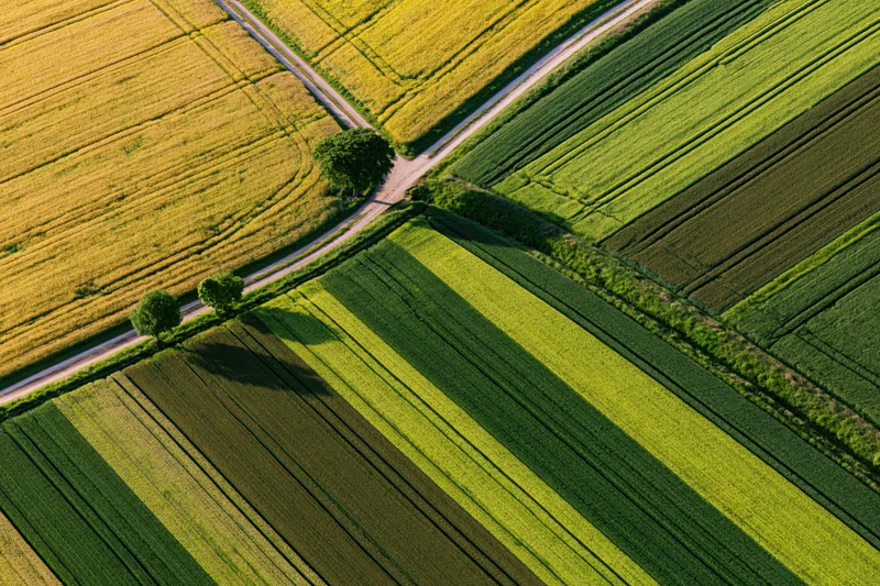 Aerial view of patchwork agricultural fields divided by roads and trees, showing golden and green crops in rural landscape