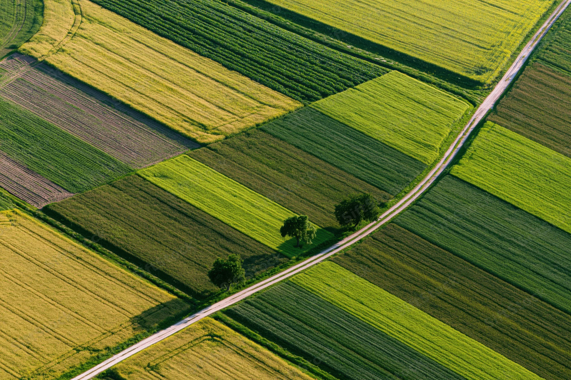 Aerial view of patchwork agricultural fields divided by a winding road with trees and varying crop colors