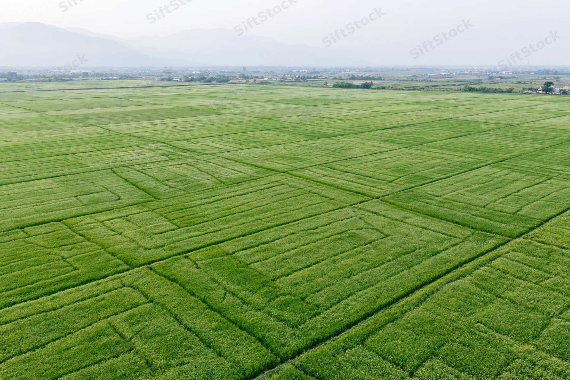 Aerial view of vast green rice paddy fields stretching to the horizon