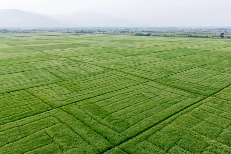 Aerial view of vast green rice paddy fields stretching to the horizon