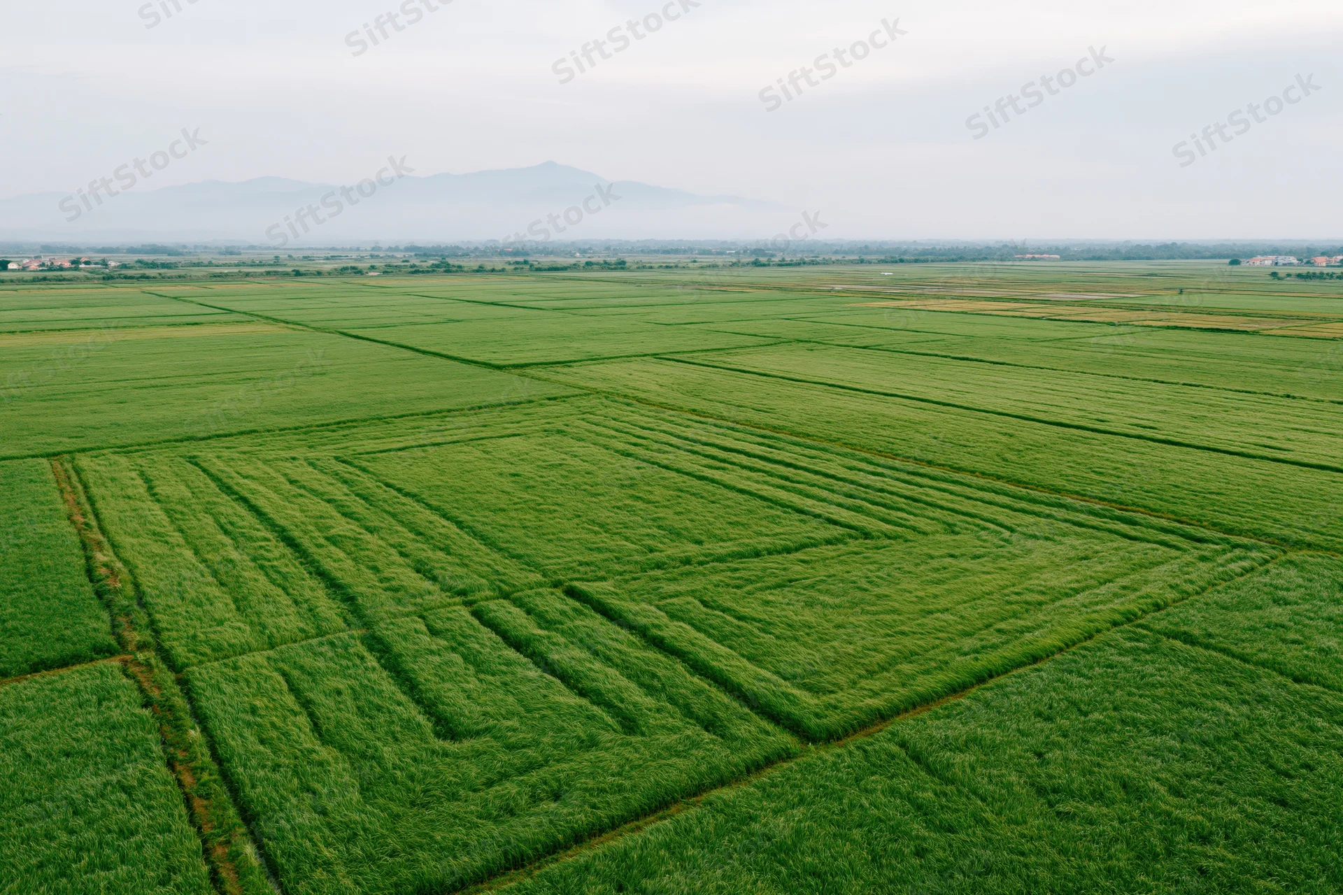 Aerial view of vast green rice paddy fields stretching across flat farmland under overcast sky