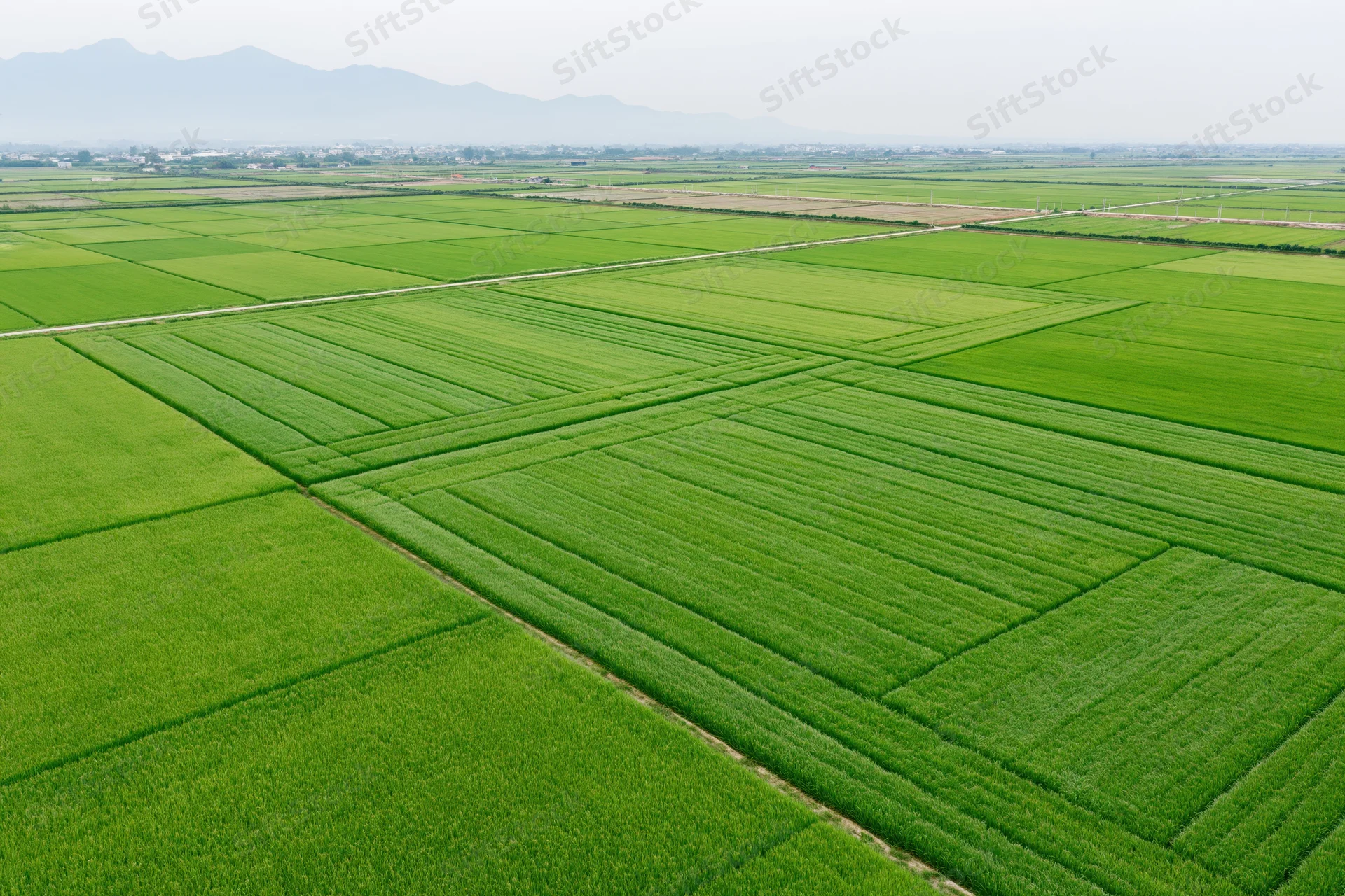 Aerial view of vast green rice paddy fields stretching across flat rural landscape with distant mountains on horizon