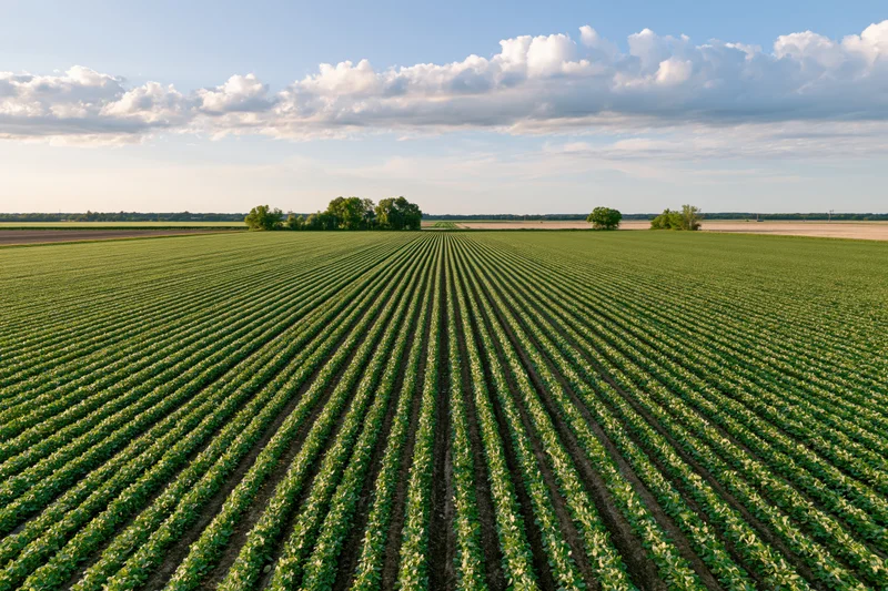 Aerial view of vast soybean field with converging crop rows under partly cloudy sky