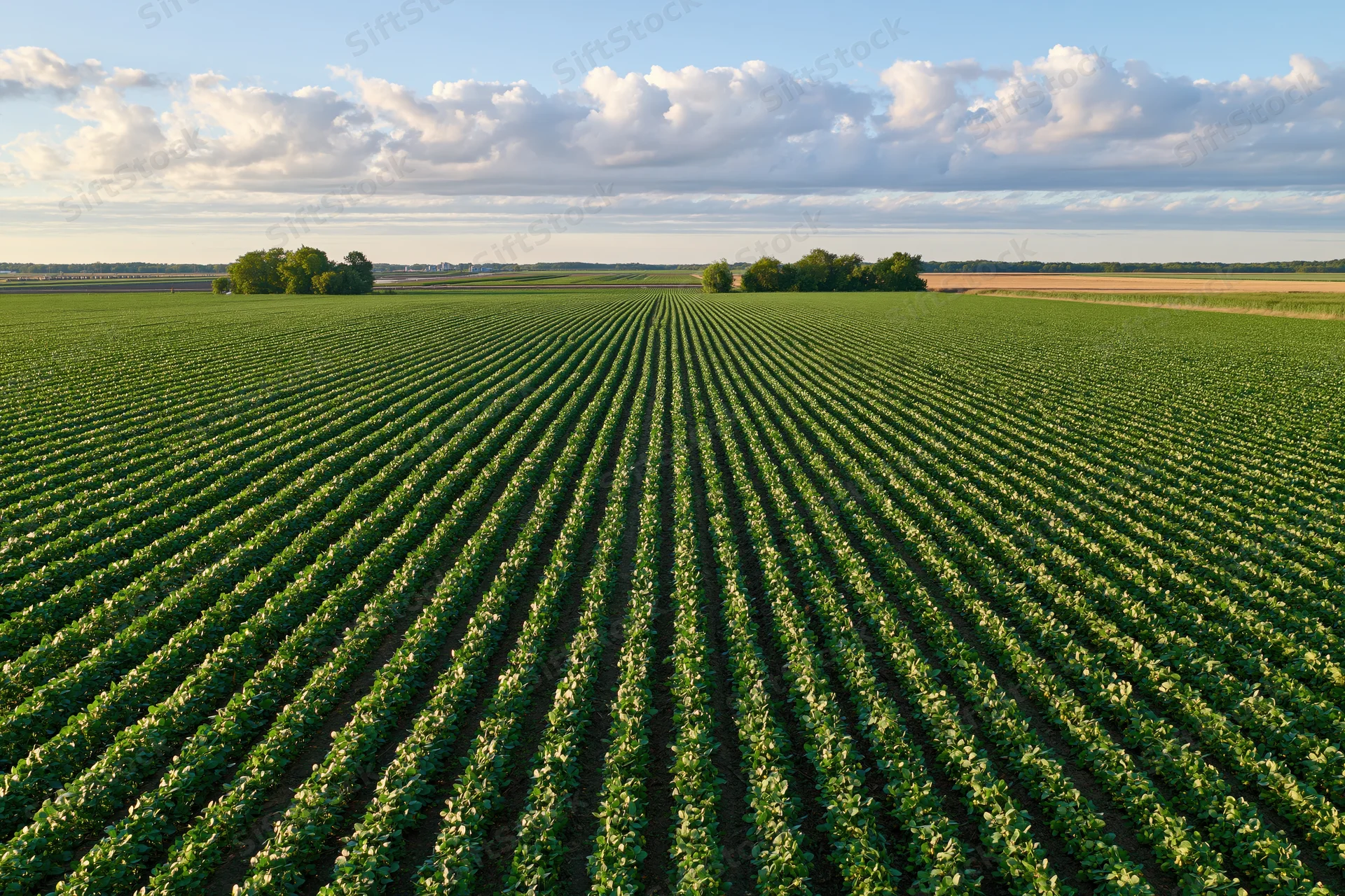Aerial view of vast soybean field with converging crop rows under partly cloudy sky