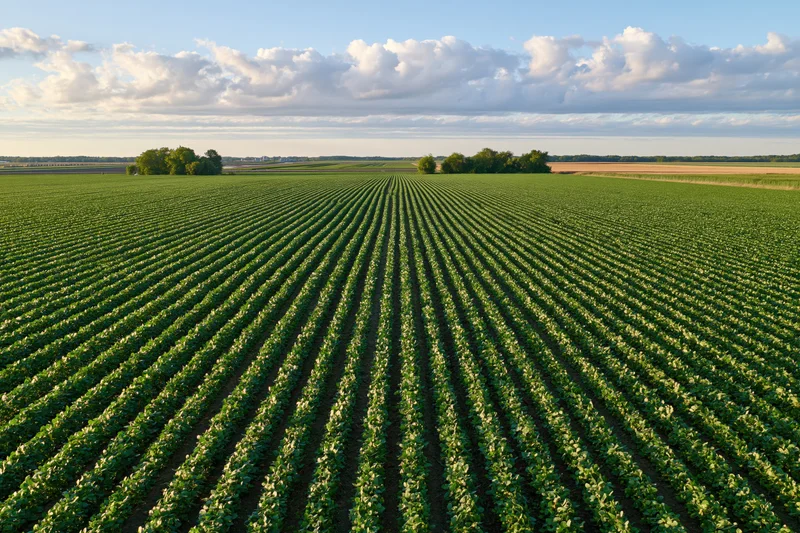 Aerial view of vast soybean field with converging crop rows under partly cloudy sky
