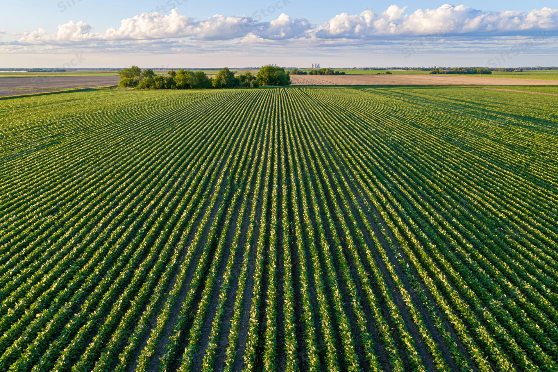 Aerial view of vast soybean field with converging crop rows under partly cloudy sky