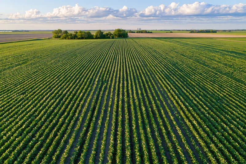 Aerial view of vast soybean field with converging crop rows under partly cloudy sky
