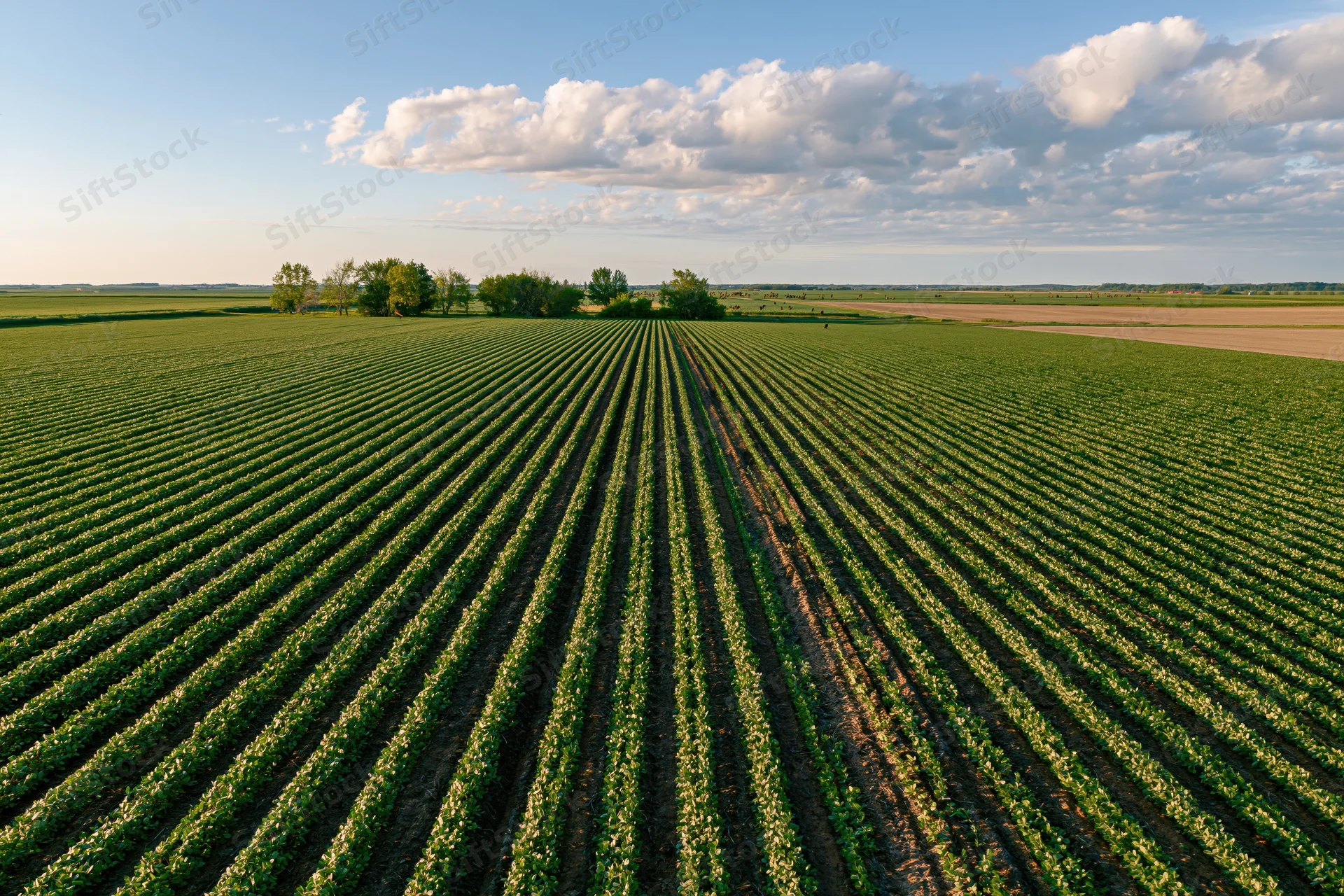 Aerial view of vast soybean field with converging crop rows under partly cloudy sky