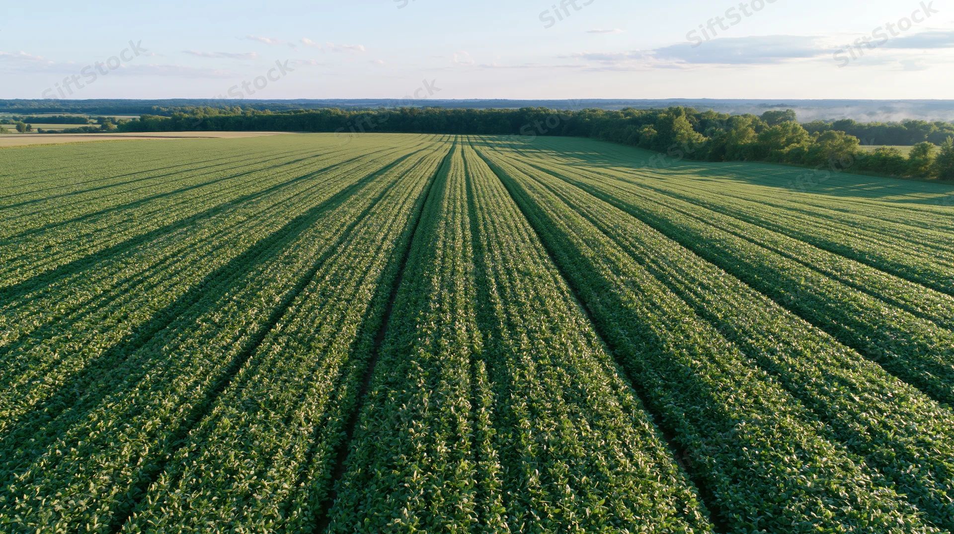 Aerial view of a vast soybean field with neat rows stretching toward the horizon under a clear sky