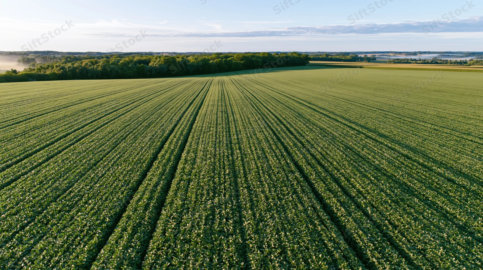 Aerial view of a vast soybean field with converging rows stretching toward the horizon under a clear sky