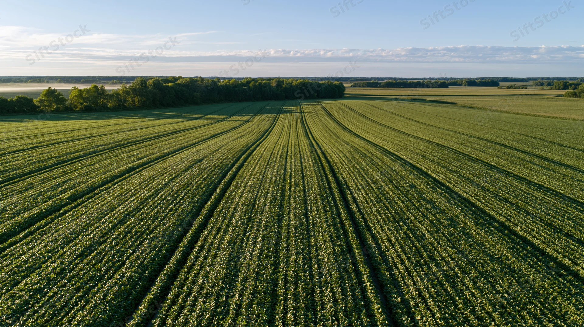 Aerial view of a vast soybean field with neat rows stretching toward a tree-lined horizon under a clear sky
