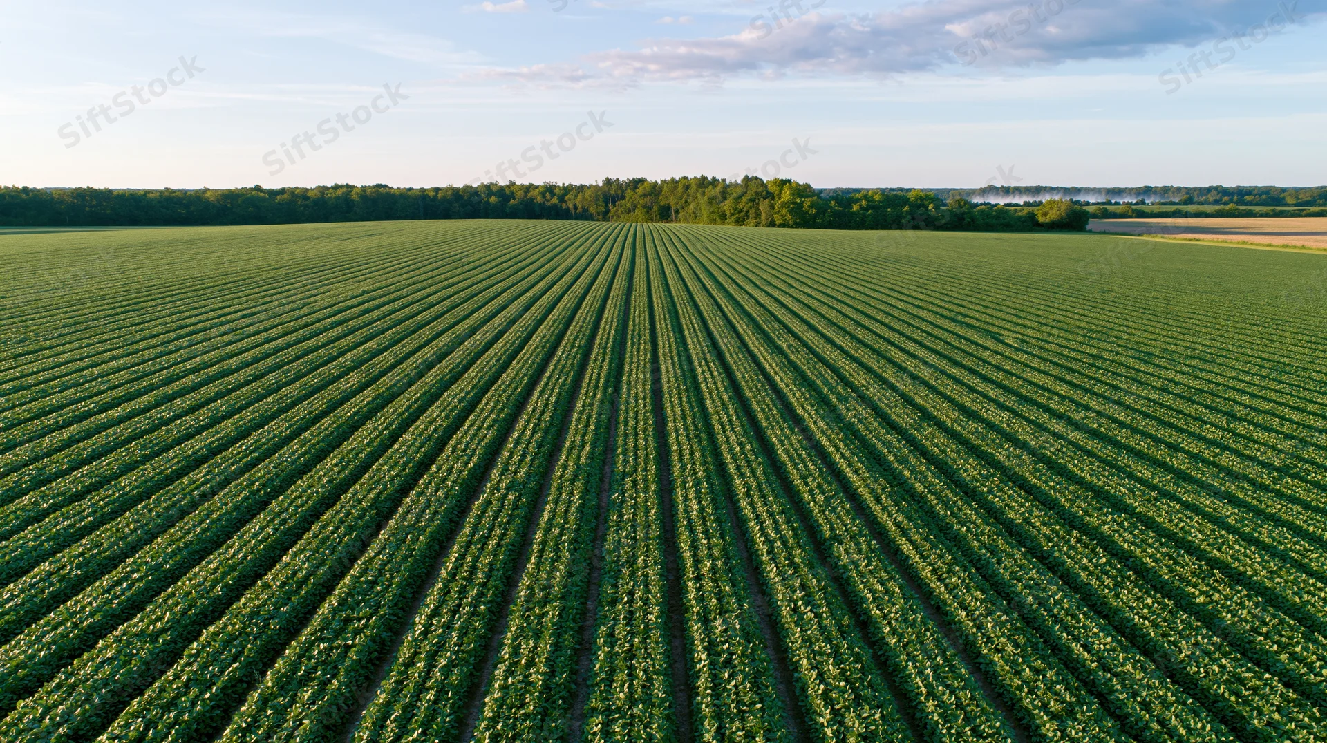 Aerial view of a vast soybean field with neat rows converging toward a tree-lined horizon
