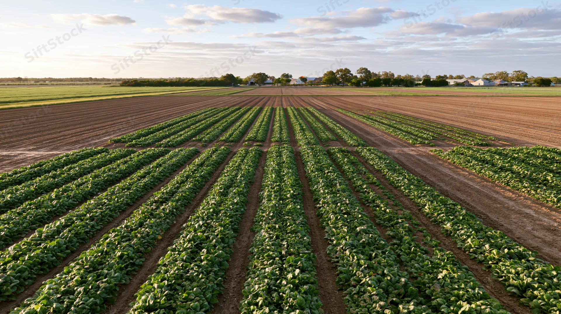 Rows of lettuce growing in a cultivated field under a partly cloudy sky