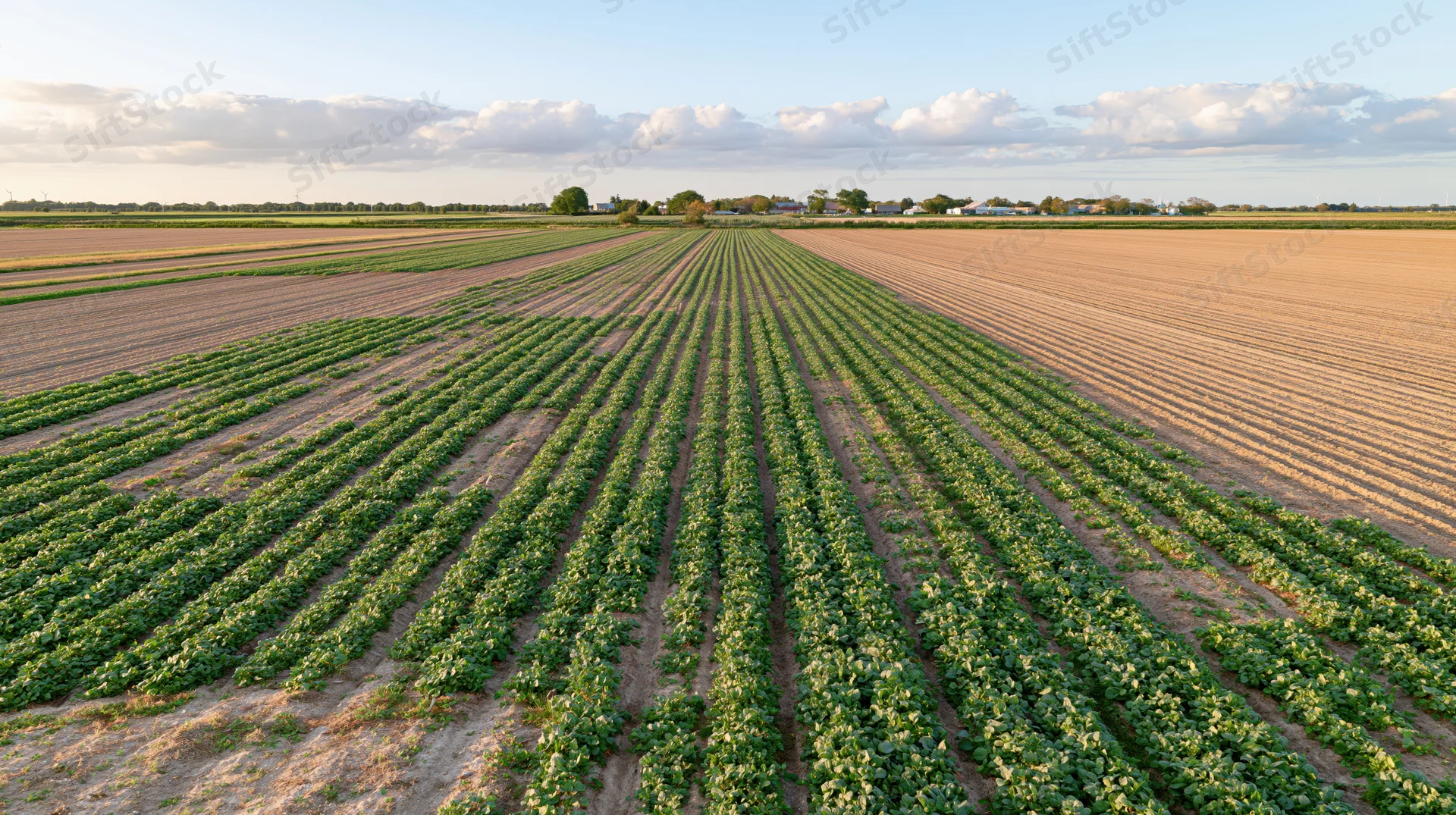 Aerial view of long rows of green crops growing in a flat agricultural field under a partly cloudy sky