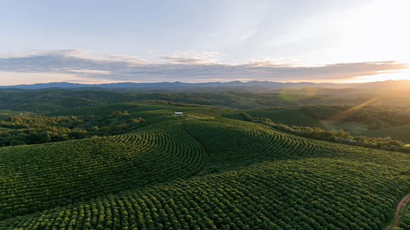 Aerial view of coffee and citrus plantation rows on rolling hills at sunset