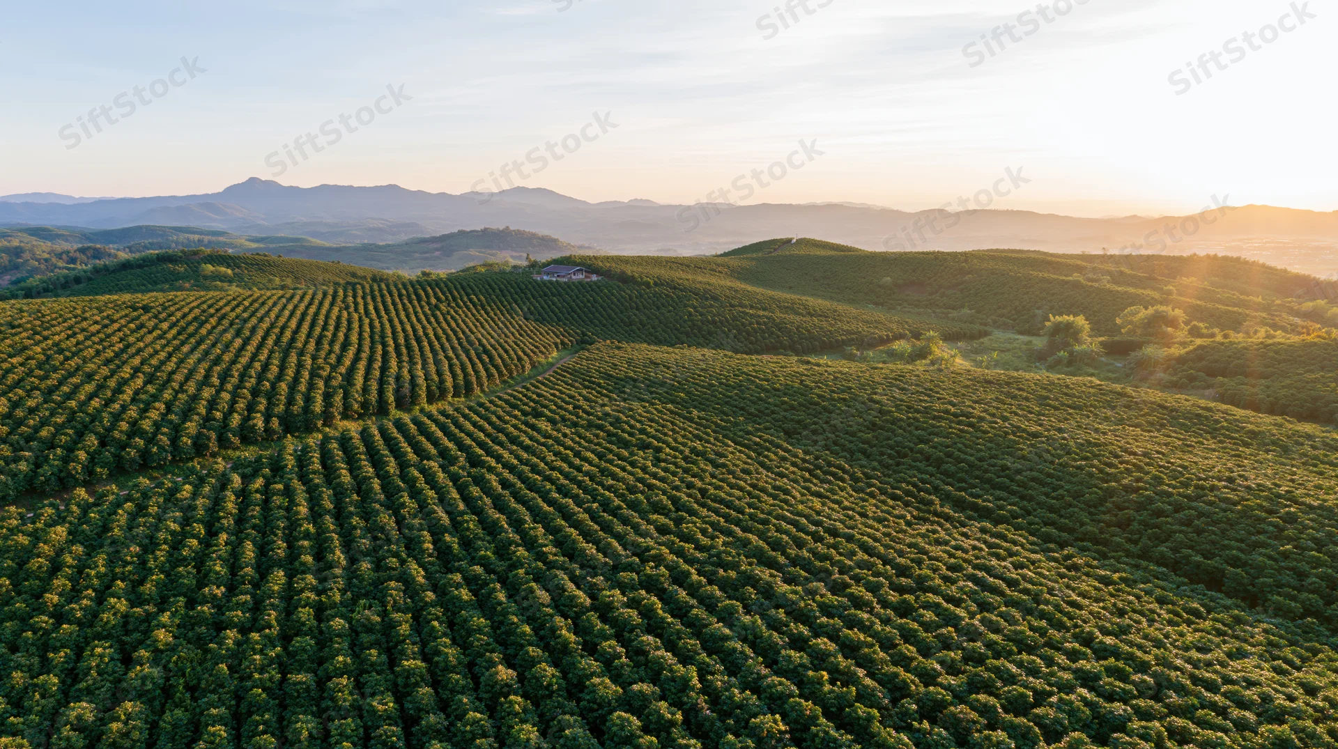 Aerial view of coffee and citrus plantation rows on rolling hills at sunrise