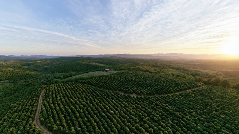 Aerial view of vast coffee and citrus plantation rows on rolling hills at sunset