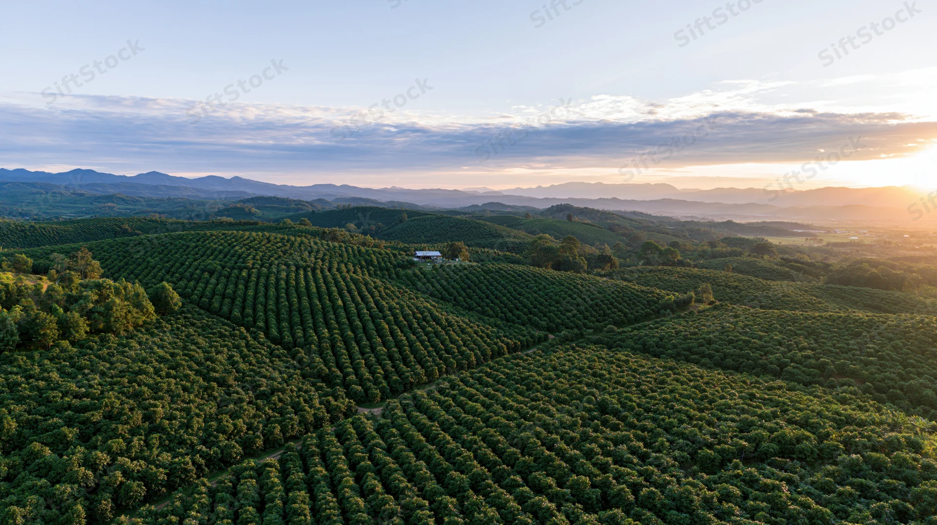Aerial view of vast coffee and citrus plantation rows stretching across rolling hills at sunset